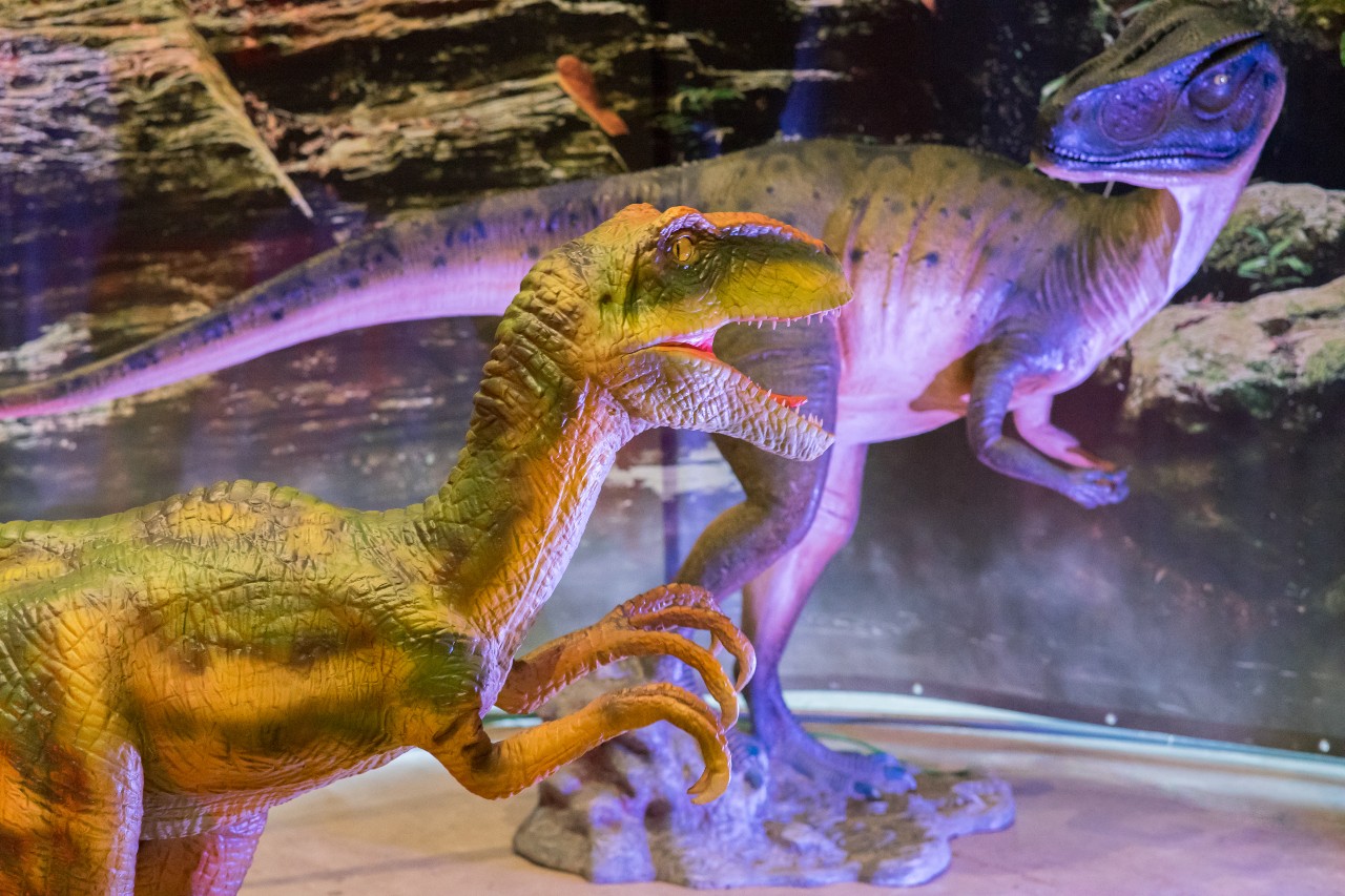 Dinosaurs Live, l'esposizione